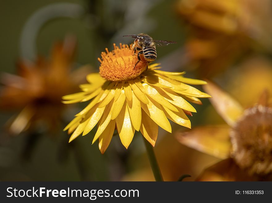 Honey Bee, Flower, Bee, Yellow