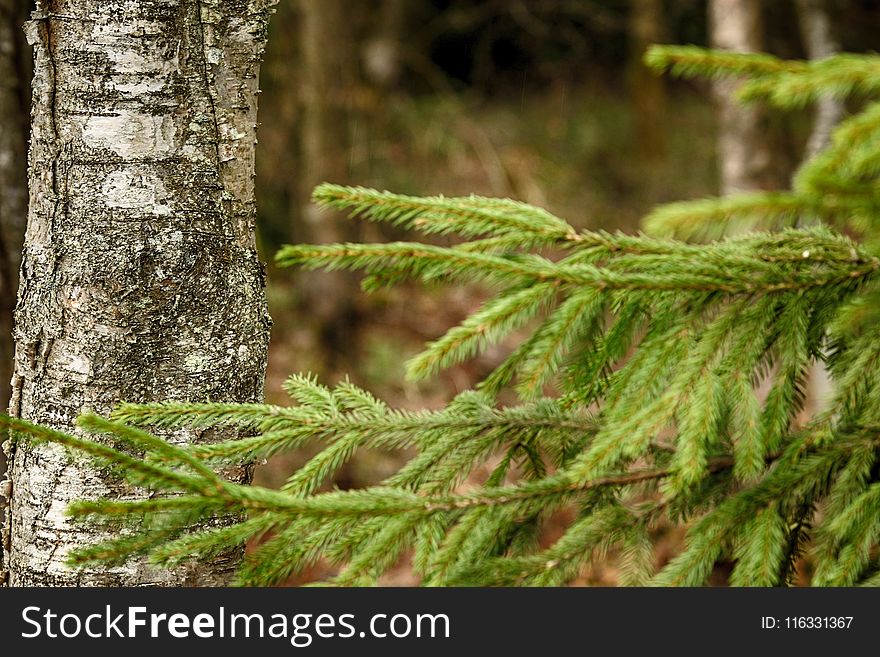 Vegetation, Ecosystem, Spruce Fir Forest, Tree