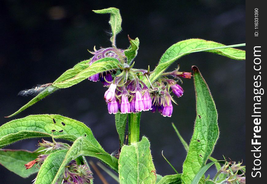 Plant, Flora, Leaf, Herb