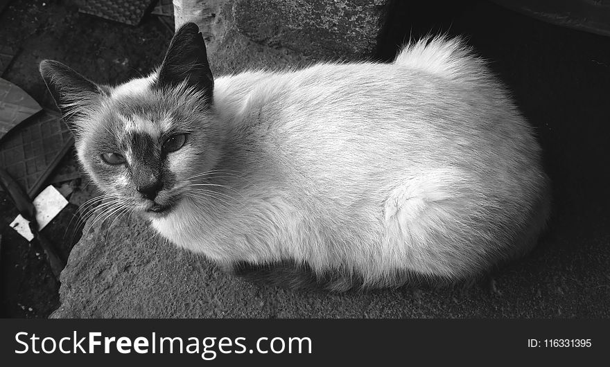 Cat, Black And White, Black, Whiskers