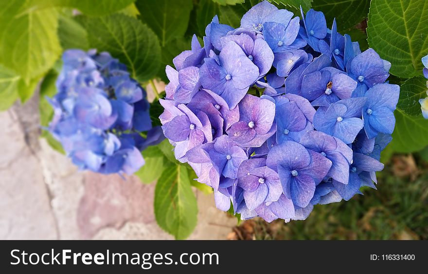 Blue, Flower, Plant, Hydrangea