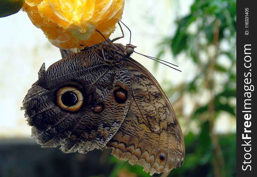 Moths And Butterflies, Butterfly, Insect, Invertebrate