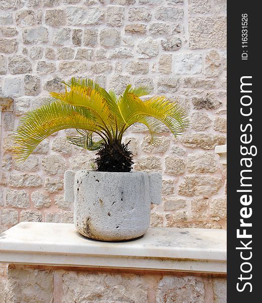 Flowerpot, Plant, Arecales, Wall