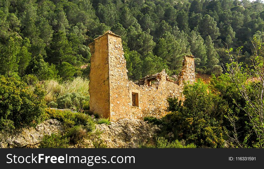 Historic Site, Ruins, Archaeological Site, Tree