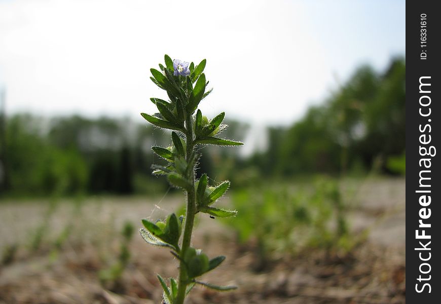 Plant, Subshrub, Herb, Plant Stem