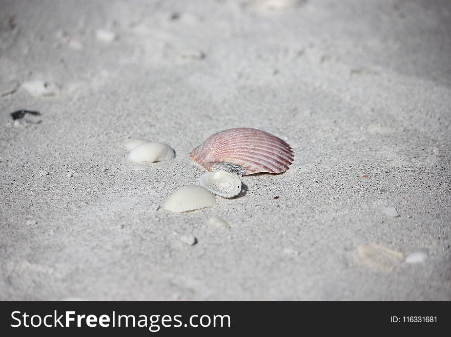 Seashell, Cockle, Macoma, Veneroida