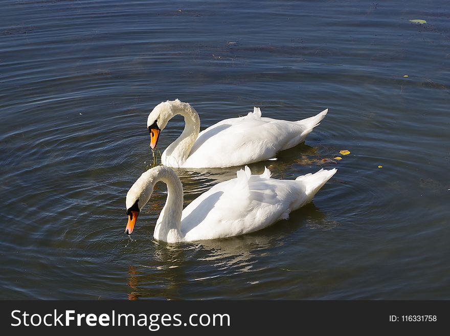 Bird, Swan, Water Bird, Ducks Geese And Swans