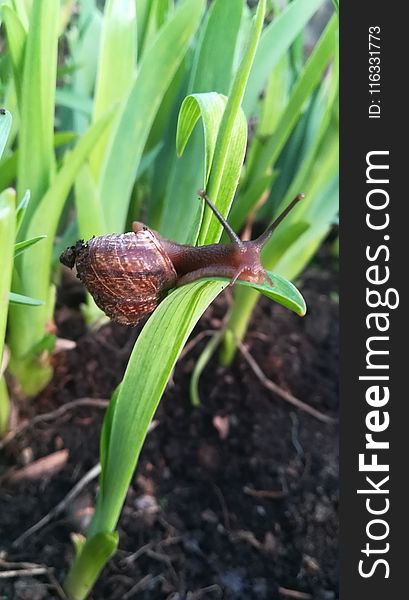 Plant, Leaf, Fritillaria, Plant Stem