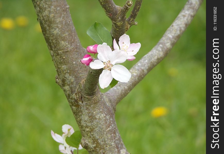 Flora, Branch, Blossom, Spring