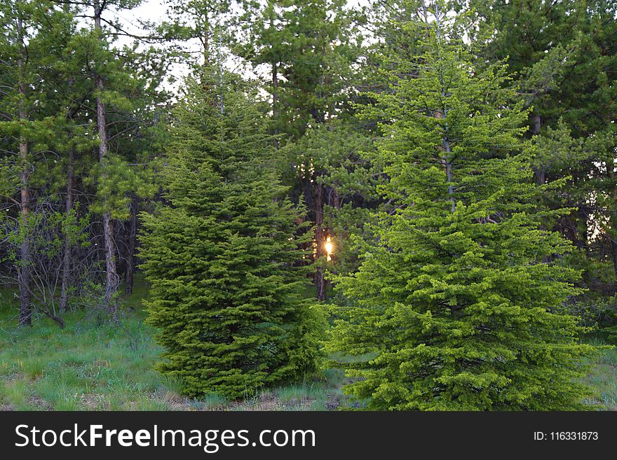 Tree, Ecosystem, Spruce Fir Forest, Spruce