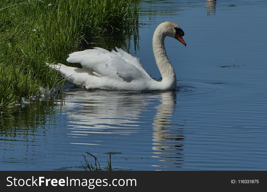 Swan, Bird, Water Bird, Water