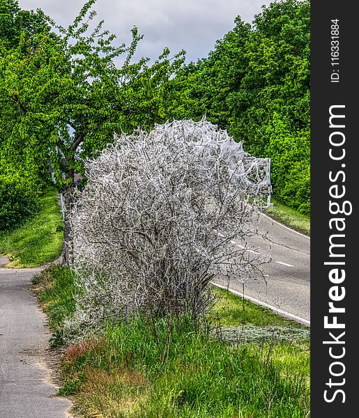 Plant, Tree, Vegetation, Flower