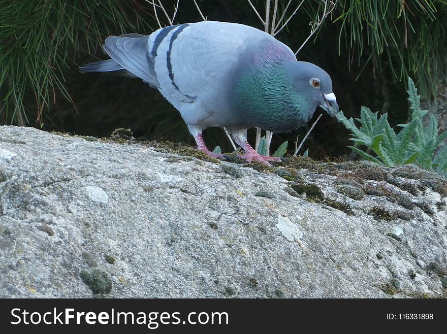 Bird, Pigeons And Doves, Beak, Fauna