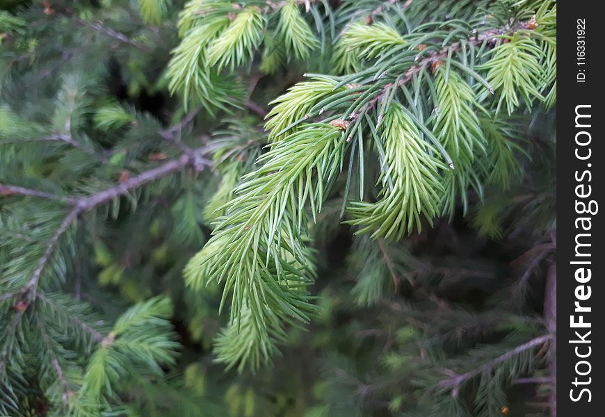 Tree, Spruce, Pine Family, Conifer