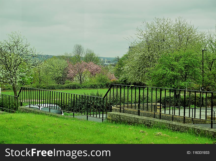 Green, Nature, Tree, Grass