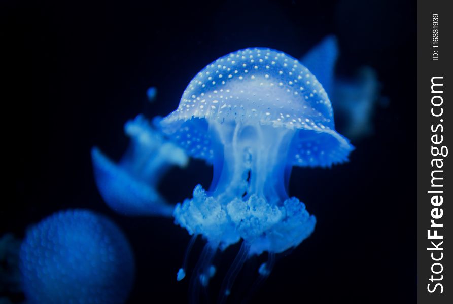 Jellyfish, Cnidaria, Blue, Marine Invertebrates