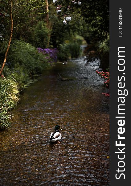 Water, River, Waterway, Nature