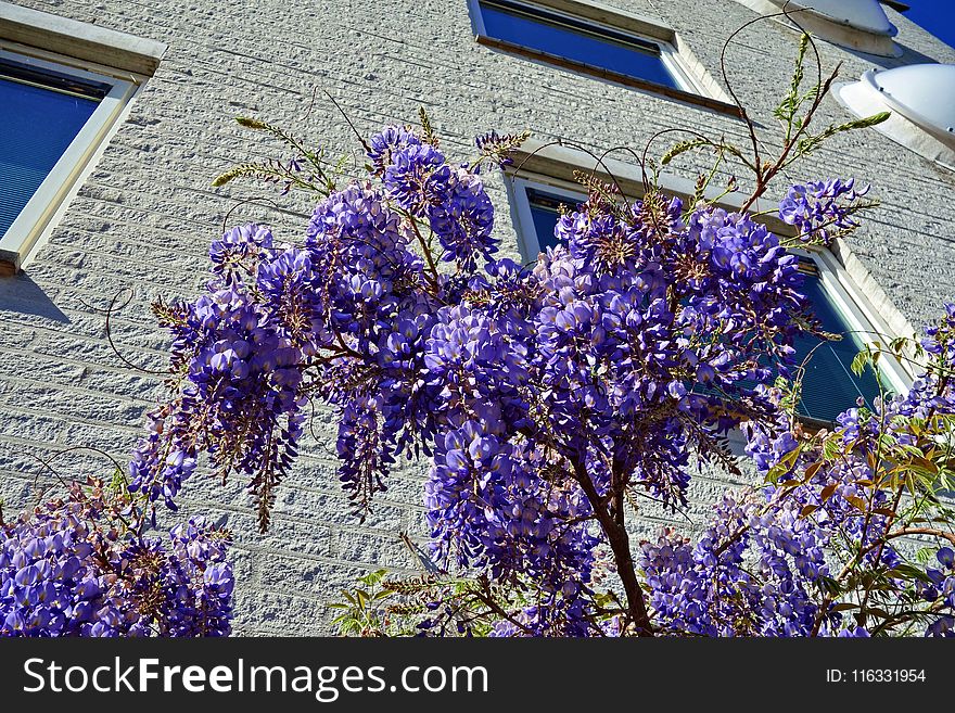 Flower, Plant, Blue, Purple