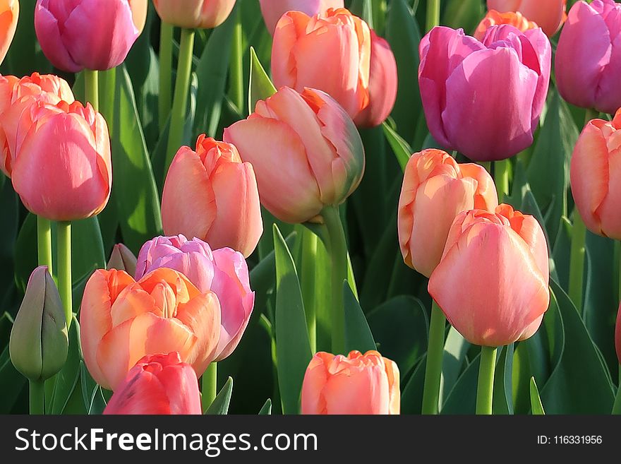 Flower, Tulip, Flowering Plant, Plant