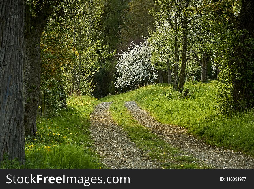 Path, Nature, Ecosystem, Woodland