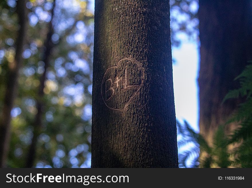 Tree, Woody Plant, Trunk, Branch