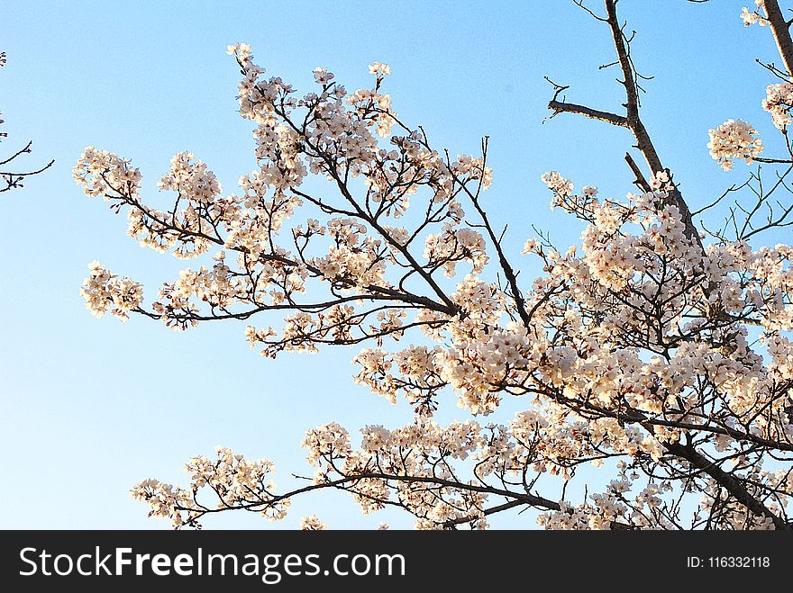 Blossom, Branch, Tree, Sky
