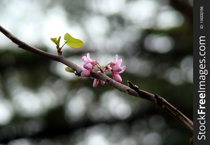 Branch, Blossom, Plant, Flora