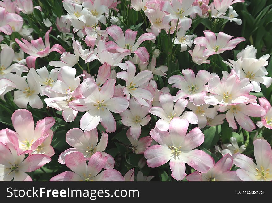 Flower, Plant, Flora, Flowering Plant