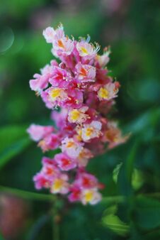 Blooming Chestnut Tree. Pink Blossomed Flowers Of A Chestnut Tree. Flowers And Gardening. Royalty Free Stock Photo Blooming Chestnut Tree. Pink Blossomed Flowers Of A Chestnut Tree. Flowers And Gardening. Royalty Free Stock Photo