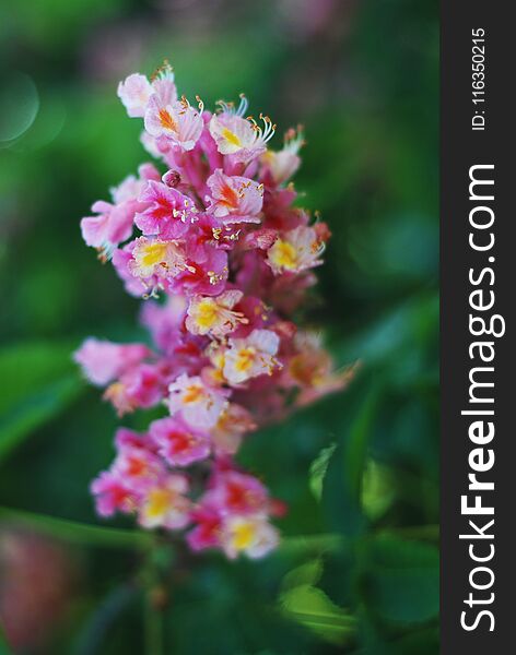 Blooming Chestnut Tree. Pink Blossomed flowers of a Chestnut Tree. Flowers and Gardening.