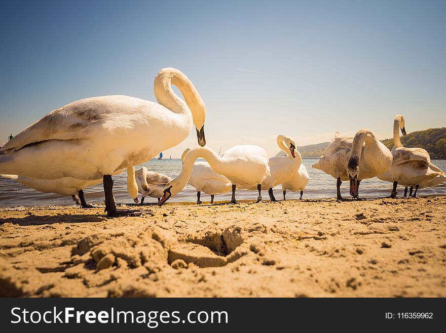 Swans Walking On Beach