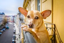 Nosy Watching Dog Stock Photo