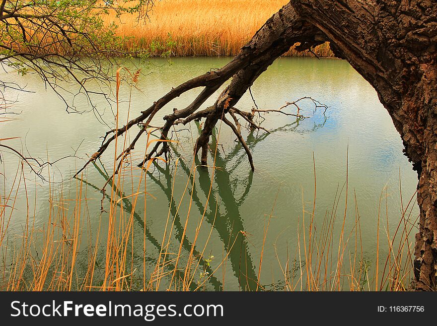 Tree with roots in the river