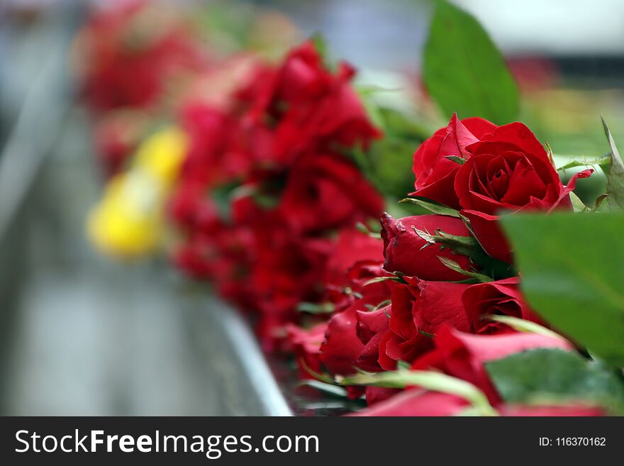 Pile of red rose and green leaf, the concept of love and valentine. A rose is a woody perennial flowering plant of the genus Rosa, in the family Rosaceae, or the flower it bears.