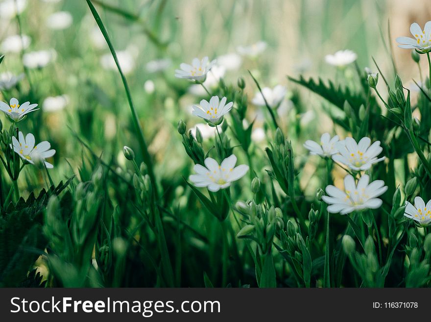 Selective Focus Photography of White Marguerite Daisy Flower