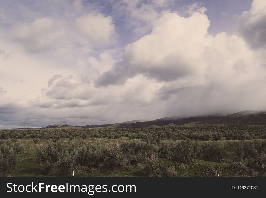 Landscape Photo of Green Leaf Trees Under Nimbus Clouds