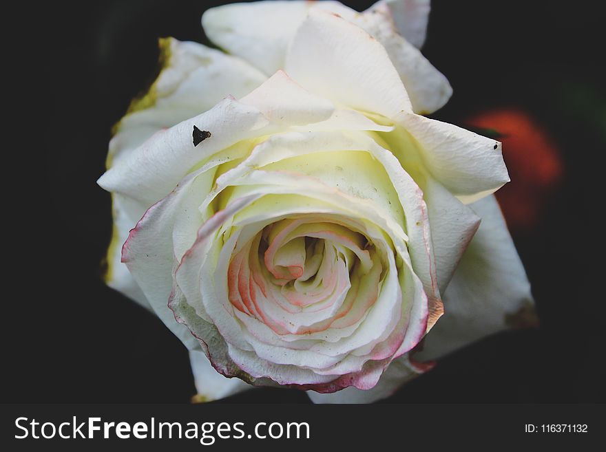 Closeup Photo of White Rose Flower