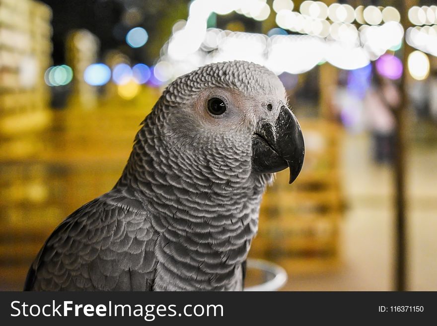 Shallow Focus Photography of Gray Parrot