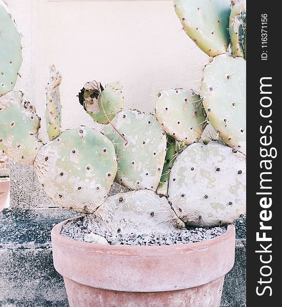 Close Up Photography of Cactus Plant in Clay Plant Pot