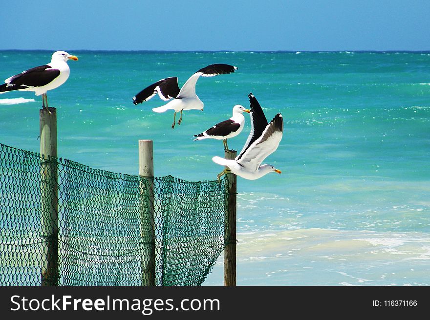 Seagulls Standing on a Wooden Fence Near a Beach
