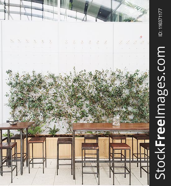 Green Plant Beside Dining Table and Chairs