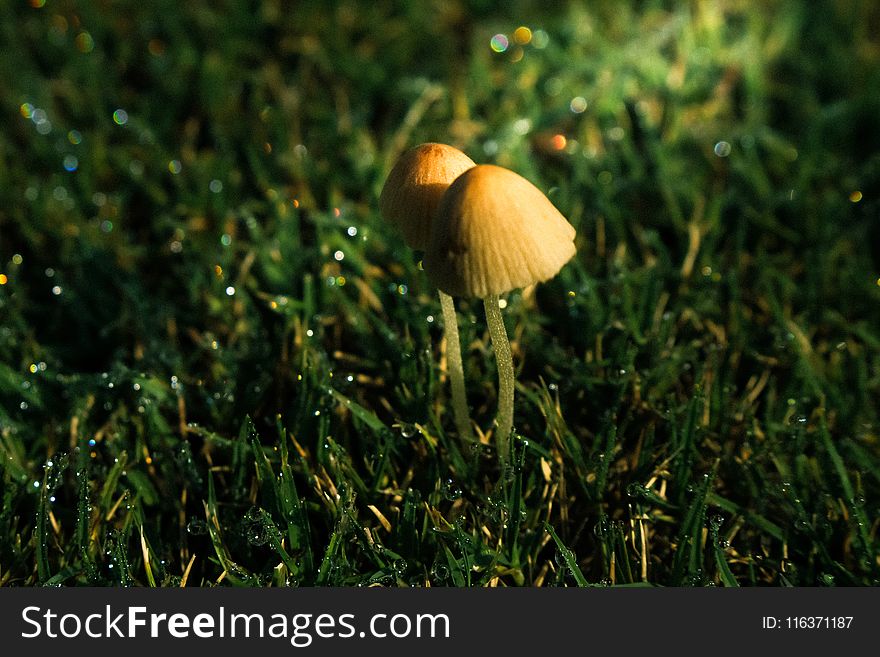 Close-up Photo of Two Brown Mushrooms