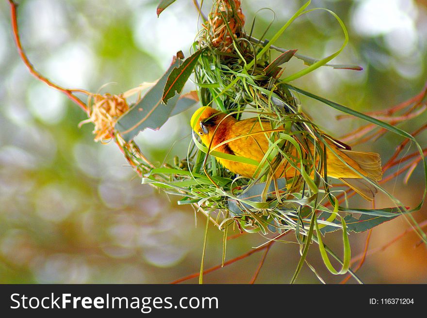 Yellow and Green Building Nest