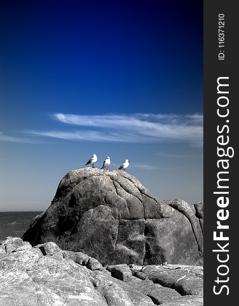 Three White Birds on Rock