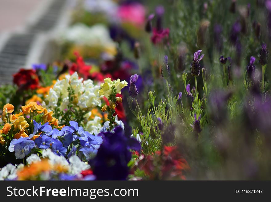 Assorted-color Flowers