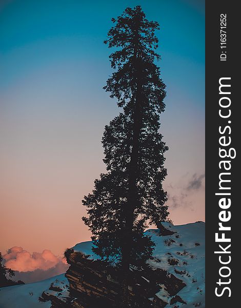 Pine Tree on Snow Covered Hill Under White and Blue Sky at Daytime