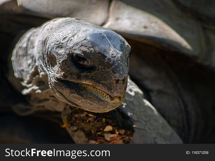 Brown Tortoise