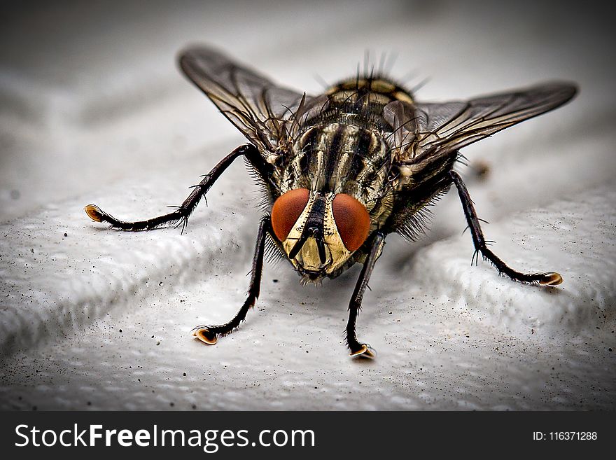 Closeup Photo of Black and Gray Housefly on White Surface