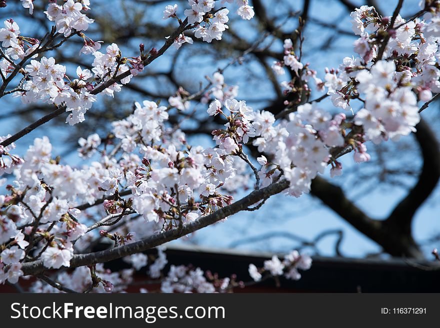Selective Focus Photography of White Flowering Tree