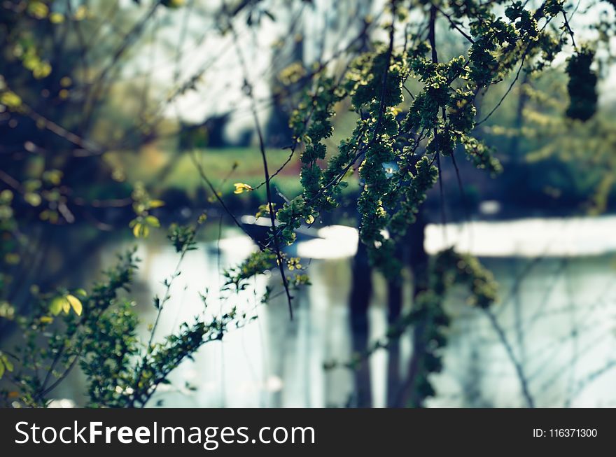 Green Leafed Tree